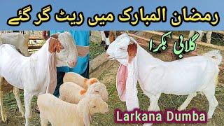 March 12, 2025 Cheapest Bakra Mandi Karachi New Rates Update || animals || goatloves || season 2025