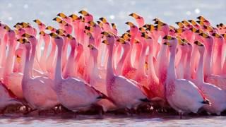 Andean Flamingo