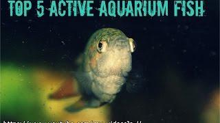 Top 5 Active  Aquarium Fish