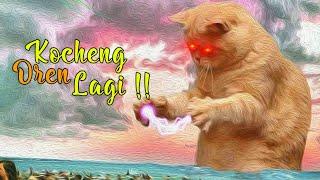 KOCHENG OREN LAGI !