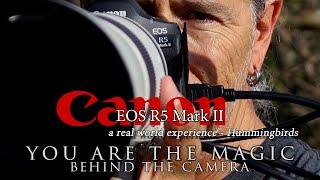 Canon R5 Mark II - a real world hummingbird experience with 2 lenses - 800 F11 and 100-500mm L lens