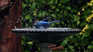 Steller's Jay - Slow Motion Splash