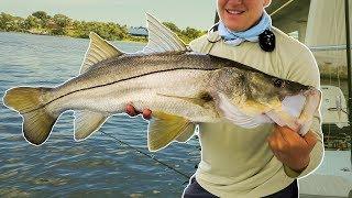 Snook, Tarpon, and Sharks on Live Bait!