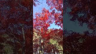 Ibaraki ken Japan kairakuen momiji Autumn 