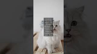 The Whisker Wisdom Unleashing the Power of a Cats Sense of SmellAs we often say cats...