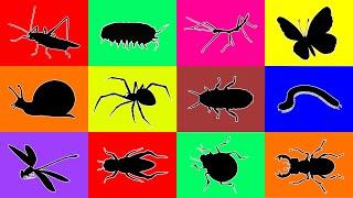 Insect: Spider, Beetle, Ladybug, Cricket, Butterfly, Cockroach, Dragonfly, Mantis, Isopod, Milipede