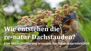 So entstehen die re-natur Dachstauden