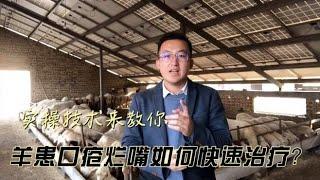 羊得口疮烂嘴怎么办？亲身实践验证过的，这个方法很实用