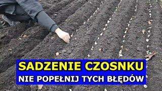 Błędne Sadzenie Czosnku. Jak sadzić Czosnek, aby były dobre plony. Sąsiedztwo, Zaprawianie, Uprawa.