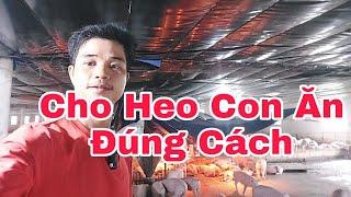 Cho Heo Con Ăn Đúng Cách Để Hạn Chế Tiêu Chảy,@nongtraihoakieu