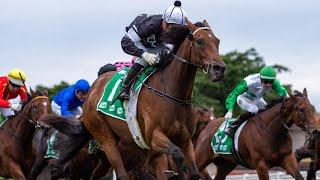 Horse Racing Global Live Live Stream