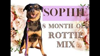 Allentown Dog Trainers ||| OLK9 Lehigh Valley ||| 7 Month Old Rottweiler Mix, Sophie