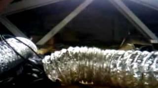 http://budbook.org,  Medical Marijuana Grow