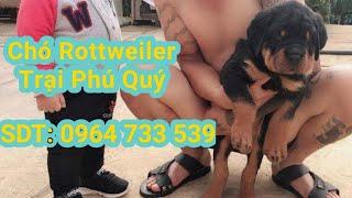 chó Rottweiler | chó Rottweiler dòng đại trại chó Phú Quý