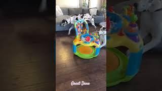 Great dane dog lovers