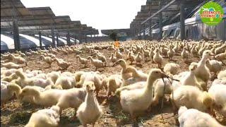 AMAZING LARGE SCALE GOOSE FARMING IN CHINA, MODERN HIGH-TECH POULTRY, LIVESTOCK AND AGRICULTURE
