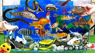 Tổng hợp video cá cảnh đẹp, động vật dễ thương, cá hoàng tử châu phi, rùa, Cá chạch lửa, rắn,cá vàng