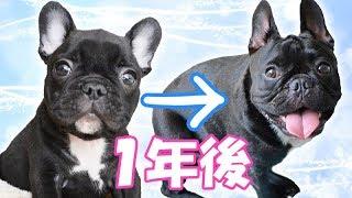 【誕生日】フレンチブルドッグの子犬から成犬へ…0歳総まとめスペシャル