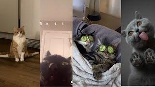 WHOLESOME CAT TIKTOK COMPILATION | PART 2