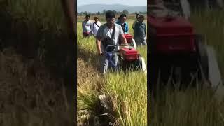 Walking Rice  Cutting Machine #shortviral #rice #ricemillingmachine