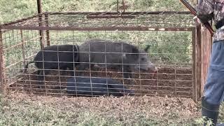 Feral Pigs Trapping wild hogs Shooting wild hogs Warning Graphic content!!