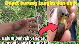 mikat burung mungil sayangnya dah kesiangan tapi lumayan dapet burung unik remetuk laut