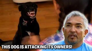 This Dog With Deadly Teeth Has A Tendency To Attack! | Cesar 911 Throwbacks