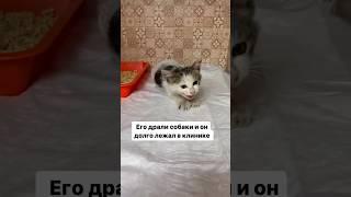 Контакты в комментах, пиши и забирай малыша. #домашниеживотные #кошки #животные