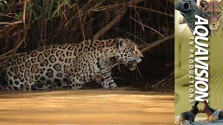 Jaguar cat swimming in Brazilian river.