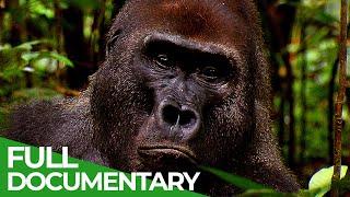 Go Ape - The Fascinating World of Primates | Free Documentary Nature