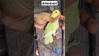 #syedbirds #lovebirds