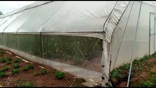 GREEN HOUSE FARMING IN NIGERIA