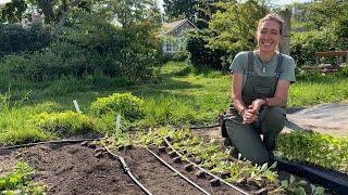 Floret Farm Tour: Dahlia Seedling Patch