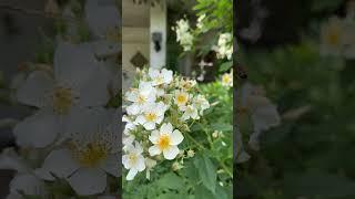 Fascinating nature  #englishgarden #garden #rose #flowers #gardening #rosengarten #nature