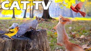CAT TV за любопитна котка за игра и почивка: Забавна катерица и птица за котка, за да се наслажда...
