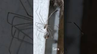 Spider vs Fly#youtubevideo#youtube#spider#fly#fight#hunting