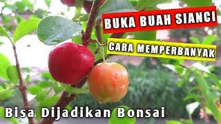 Mengenal Tanaman Buah Sianci (Barbados Cherry), Jenis Tanaman Yang Bisa Dijadikan Bonsai