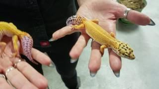 Beautiful Leopard Geckos at LLLReptile