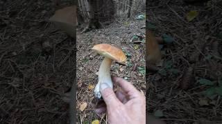 Boletus edulis, Porcino, Steinpilze #shorts #new #trending #foryou #nature #forest #wood #mushroom