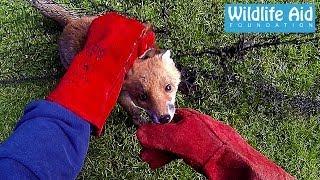 GoPro Animal Rescue - Fox Trapped in a Net