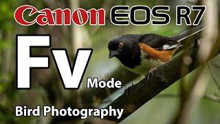 Canon R7 Bird Photography in Fv Mode! 100 500 Lens