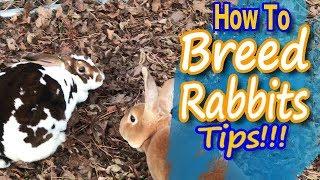 Breeding Rabbits: How to Guide and Tips