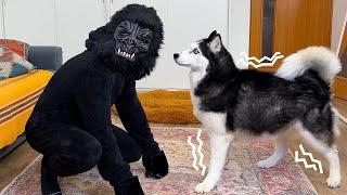Giant Gorilla vs Husky Dogs! Cutest Dogs Reaction