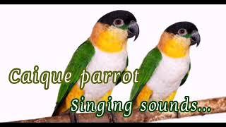 Caique parrot singing sounds...