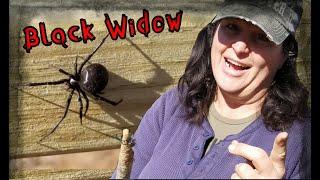 The Black widow