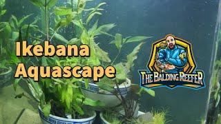 How to: Ikebana Aquascape
