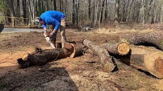 Logging the Gun Club - The Easy Way to Cut Firewood!