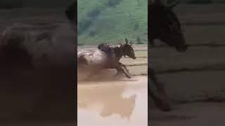 ox race in rajouri 2019 / subscribe our channel and more video..........