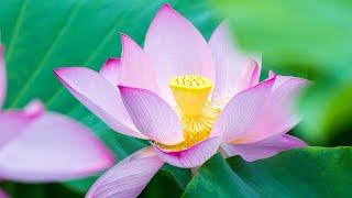 Lotus Flower  Entspannende Ambient-Musik, Stressabbau-Musik, Yoga-Musik, Meditationsmusik