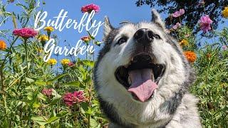 NORA the Husky Goes to the Butterfly Garden 